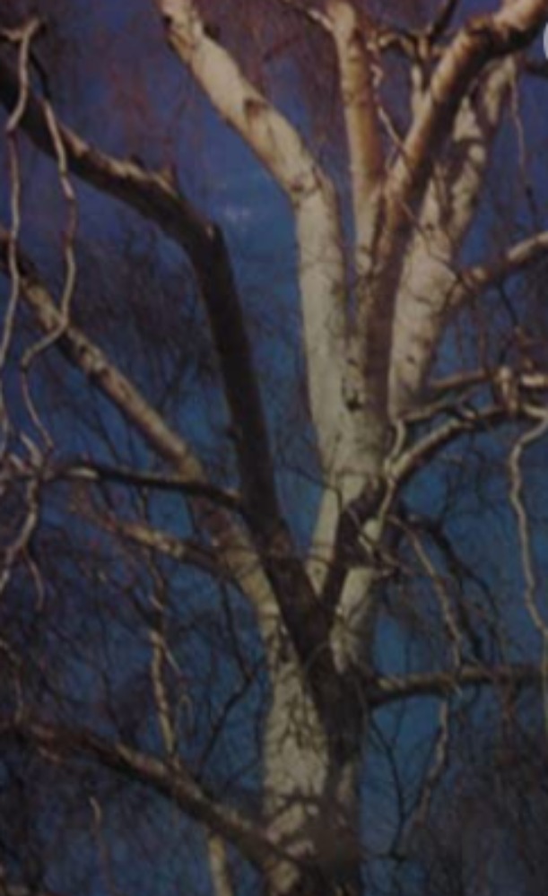 Trees and Bushes of Europe