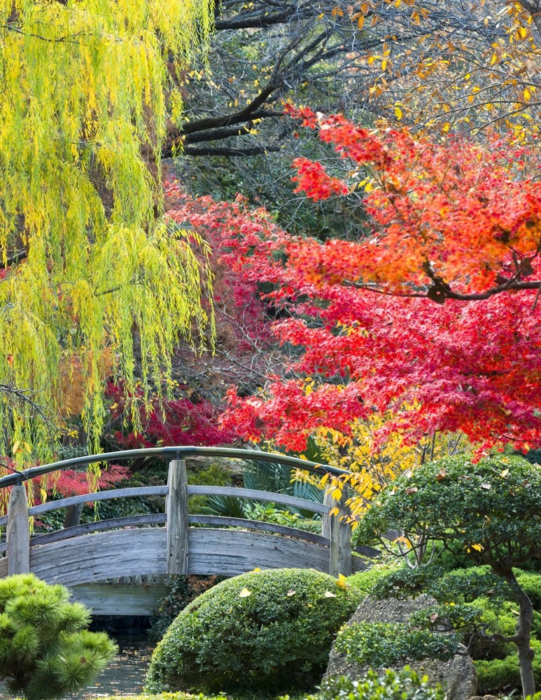 Japanese Garden