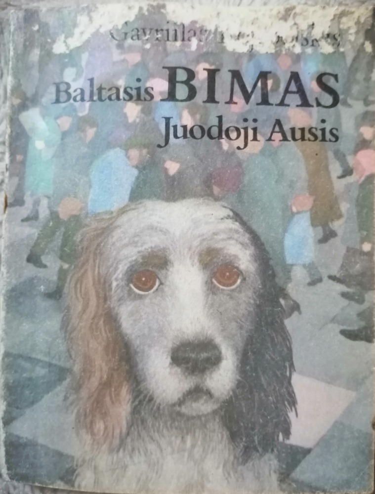 Baltasis Bimas Juodoji ausis 