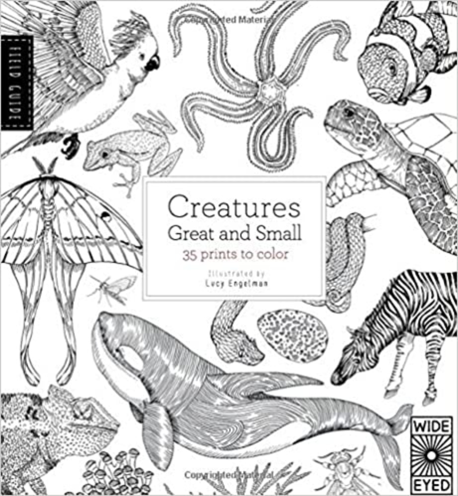 Field Guide: Creatures Great and Small: 35 prints to color
