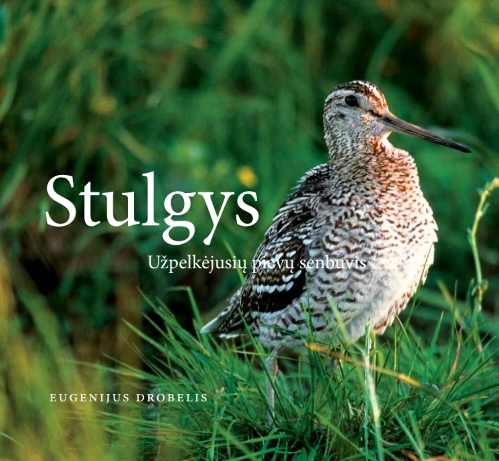 Stulgys. Užpelkėjusių pievų senbuvis