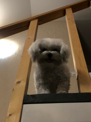 Aistė Bartašiūnaitė