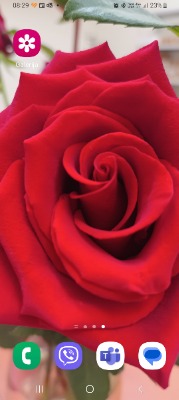 Dalia Petkevičienė